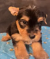 Puppy boy 2, a male Yorkshire Terrier for sale in Houston, TX – 4 of 7