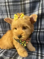 Daisy 🌼 , a female Yorkshire Terrier for sale in Houston, TX – 7 of 10