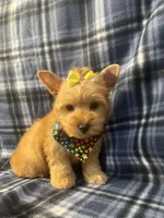 Daisy 🌼 , a female Yorkshire Terrier for sale in Houston, TX – 4 of 10