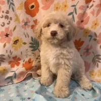 Fire, a male Poodle - Toy  for sale in Houston, TX – Photo 2 of 10