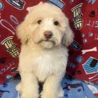 Fire, a male Poodle - Toy  for sale in Houston, TX – Photo 5 of 10