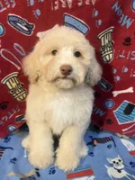 Fire, a male Poodle - Miniature  for sale in Houston, TX – Photo 4 of 9