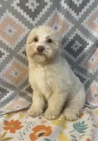 Fire, a male Poodle - Miniature  for sale in Houston, TX – Photo 1 of 9