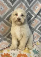 Fire, a male Poodle - Miniature  for sale in Houston, TX – Photo 8 of 9