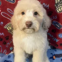 Fire, a male Poodle - Toy  for sale in Houston, TX – Photo 1 of 10