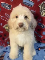 Fire, a male Poodle - Miniature  for sale in Houston, TX – Photo 3 of 9