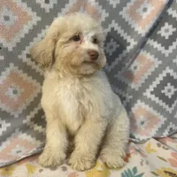 Fire, a male Poodle - Toy  for sale in Houston, TX – Photo 6 of 10