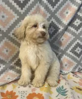 Fire, a male Poodle - Miniature  for sale in Houston, TX – Photo 2 of 9