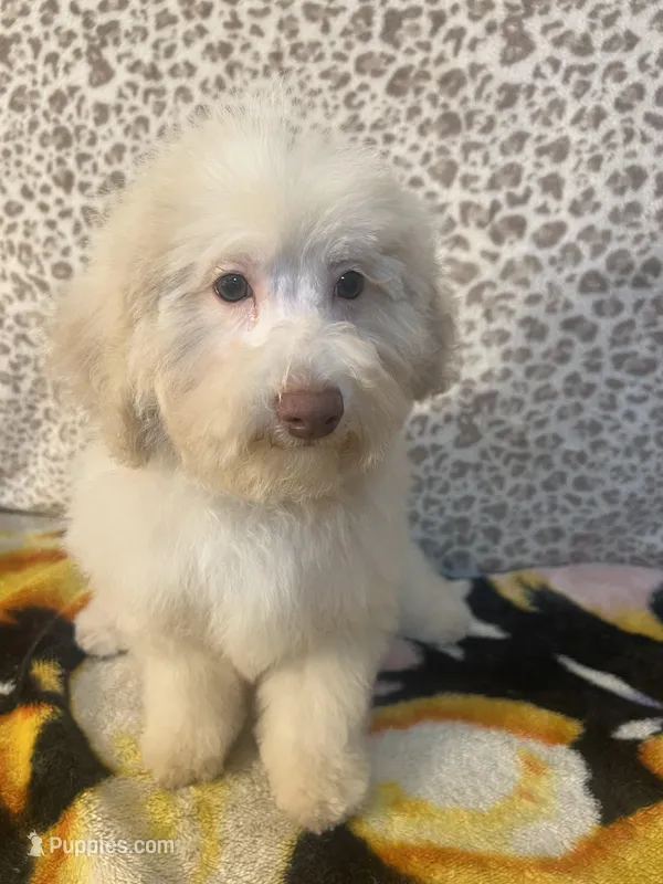Fire – Poodle - Miniature  puppy for sale in Houston, TX