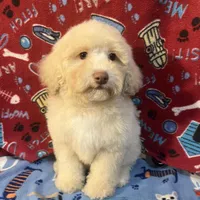 Fire, a male Poodle - Toy  for sale in Houston, TX – Photo 3 of 10