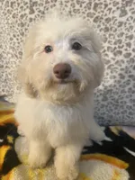 Fire, a male Poodle - Toy  for sale in Houston, TX – Photo 7 of 10