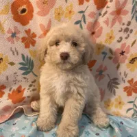 Fire, a male Poodle - Toy  for sale in Houston, TX – Photo 8 of 10