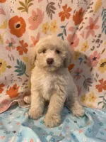 Fire, a male Poodle - Miniature  for sale in Houston, TX – Photo 5 of 9