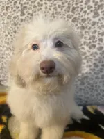 Fire, a male Poodle - Toy  for sale in Houston, TX – Photo 10 of 10