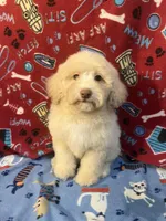 Fire, a male Poodle - Miniature  for sale in Houston, TX – Photo 9 of 9