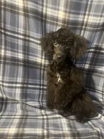 Smoke, a male Poodle - Miniature  for sale in Houston, TX – 10 of 10