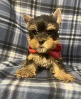 Myles, a male Yorkshire Terrier for sale in Houston, TX – 5 of 10