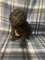 Puppy 1, a male Poodle - Miniature  for sale in Houston, TX – 4 of 4