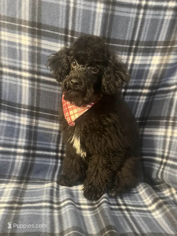 Smoke – Poodle - Miniature  puppy for sale in Houston, TX