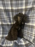 Smoke, a male Poodle - Miniature  for sale in Houston, TX – 9 of 9