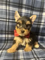 Major, a male Yorkshire Terrier for sale in Houston, TX – 6 of 9