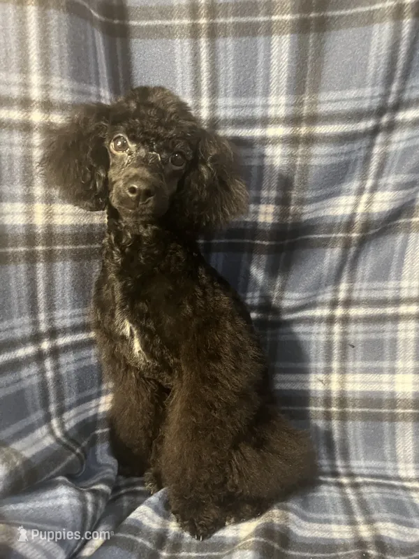Smoke – Poodle - Miniature  puppy for sale in Houston, TX