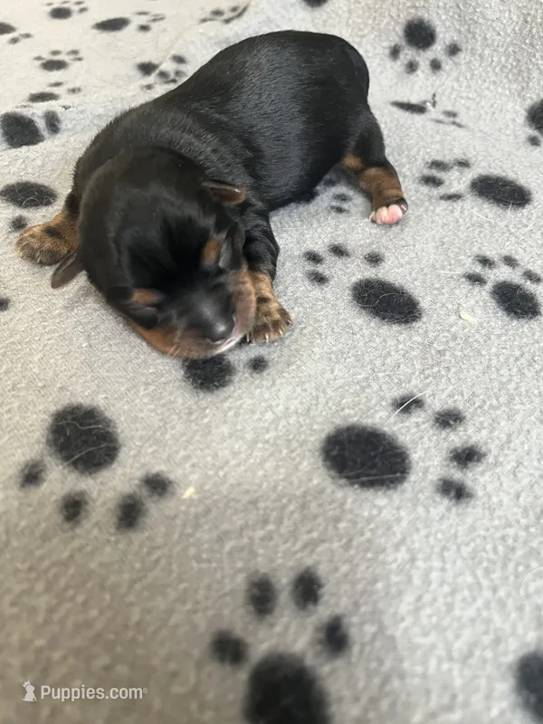 Puppy boy 2 – Yorkshire Terrier puppy for sale in Houston, TX