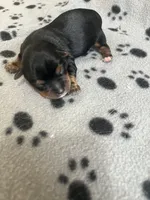 Puppy boy 2, a male Yorkshire Terrier for sale in Houston, TX – 1 of 2