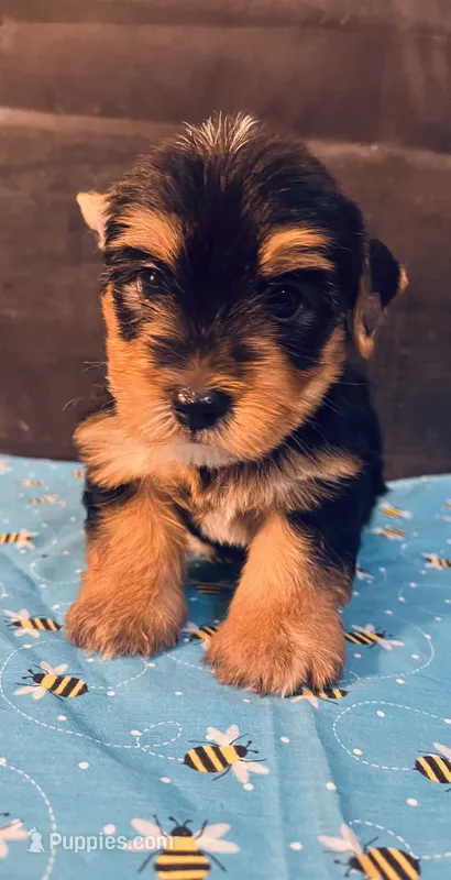 Puppy boy 2 – Yorkshire Terrier puppy for sale in Houston, TX