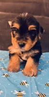 Puppy boy 2, a male Yorkshire Terrier for sale in Houston, TX – 1 of 7