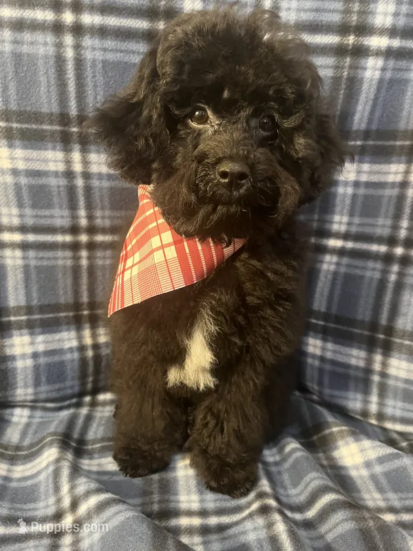 Smoke – Poodle - Miniature  puppy for sale in Houston, TX