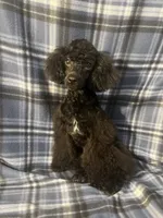 Smoke, a male Poodle - Miniature  for sale in Houston, TX – 5 of 9