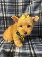 Daisy 🌼 , a female Yorkshire Terrier for sale in Houston, TX – 5 of 10