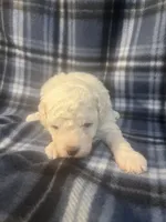 Puppy 2, a male Poodle - Miniature  for sale in Houston, TX – 3 of 5