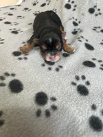 Puppy Girl 1, a female Yorkshire Terrier for sale in Houston, TX – 4 of 4