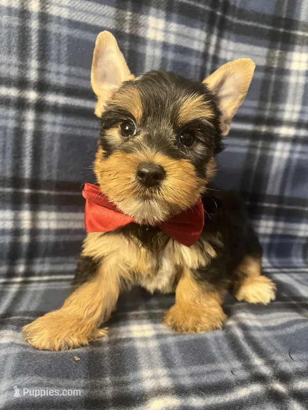 Major – Yorkshire Terrier puppy for sale in Houston, TX