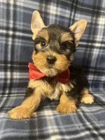 Major, a male Yorkshire Terrier for sale in Houston, TX – 1 of 9