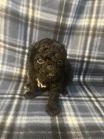Puppy 1, a male Poodle - Miniature  for sale in Houston, TX – 2 of 4