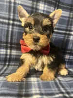 Major, a male Yorkshire Terrier for sale in Houston, TX – 3 of 9