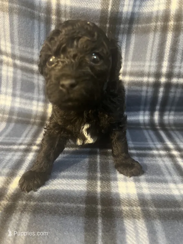 Puppy 1 – Poodle - Miniature  puppy for sale in Houston, TX