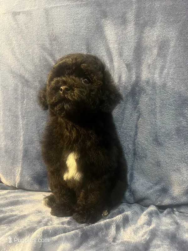 Smoke – Poodle - Miniature  puppy for sale in Houston, TX