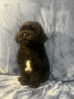 Smoke, a male Poodle - Miniature  for sale in Houston, TX – 1 of 9