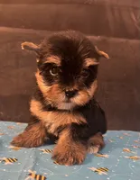 Puppy boy 1, a male Yorkshire Terrier for sale in Houston, TX – 5 of 5
