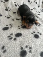 Puppy boy 1, a male Yorkshire Terrier for sale in Houston, TX – 2 of 3