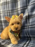 Daisy 🌼 , a female Yorkshire Terrier for sale in Houston, TX – 8 of 10