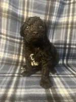 Puppy 1, a male Poodle - Miniature  for sale in Houston, TX – 3 of 4
