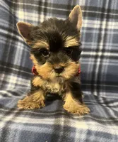 Myles, a male Yorkshire Terrier for sale in Houston, TX – 4 of 10