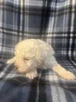 Puppy 2, a male Poodle - Miniature  for sale in Houston, TX – 4 of 5