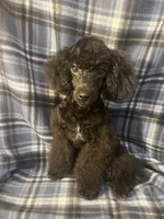 Smoke, a male Poodle - Miniature  for sale in Houston, TX – 7 of 9