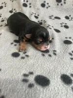 Puppy Girl 1, a female Yorkshire Terrier for sale in Houston, TX – 3 of 4